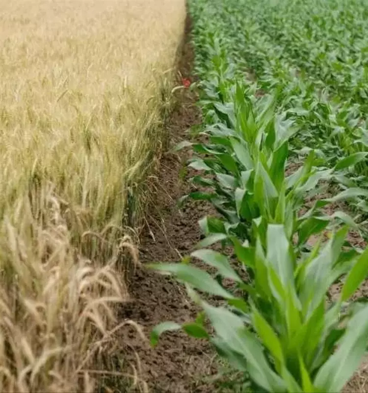 Insumos Agrícolas: La Diferencia Clave entre Biológicos y Bioestimulantes en la Agricultura Moderna