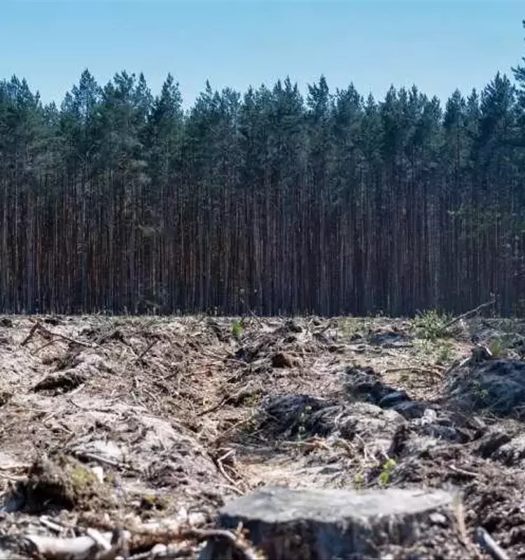 Nuevos Enfoques para la Conservación Forestal y el Desarrollo Agrícola