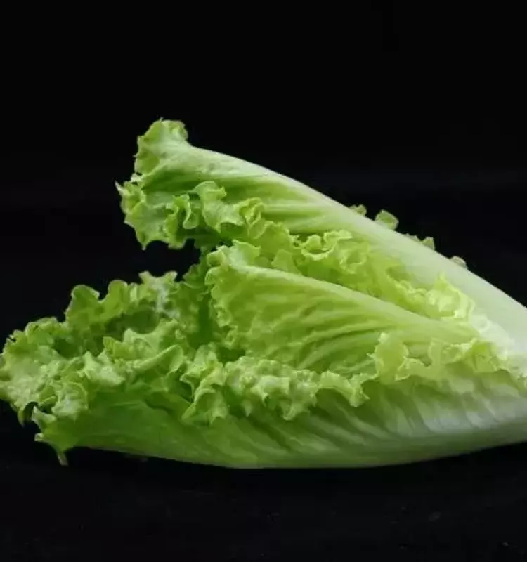 Innovaciones para Garantizar la Seguridad de la Lechuga Romana: Un Estudio Revelador