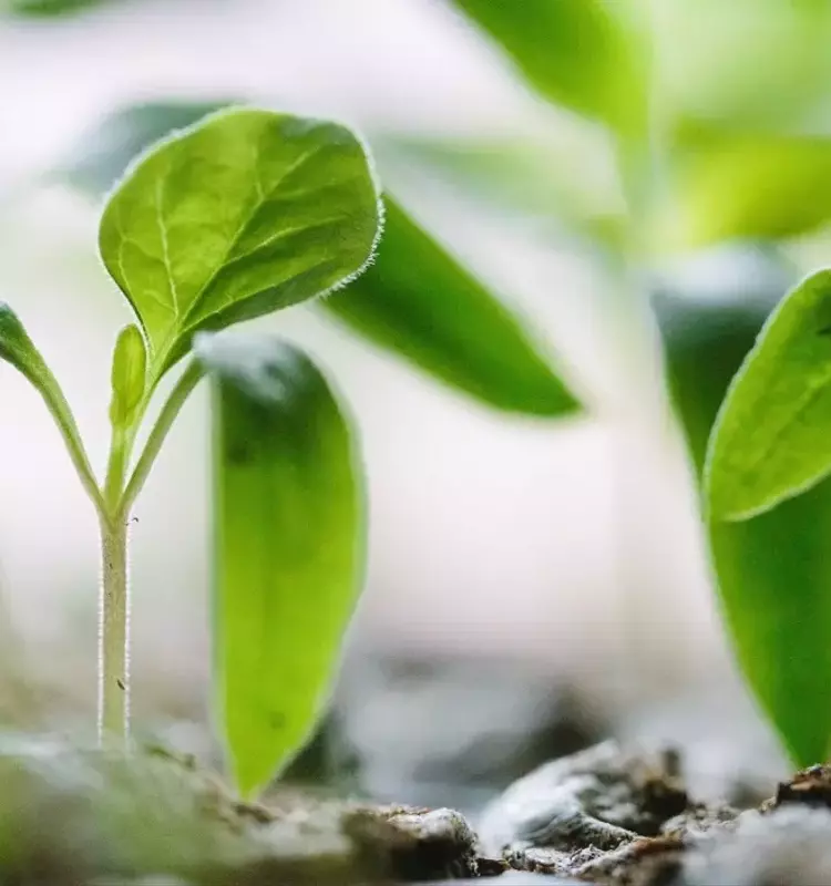 La paciencia en la jardinería: Semillas que desafían el tiempo de germinación