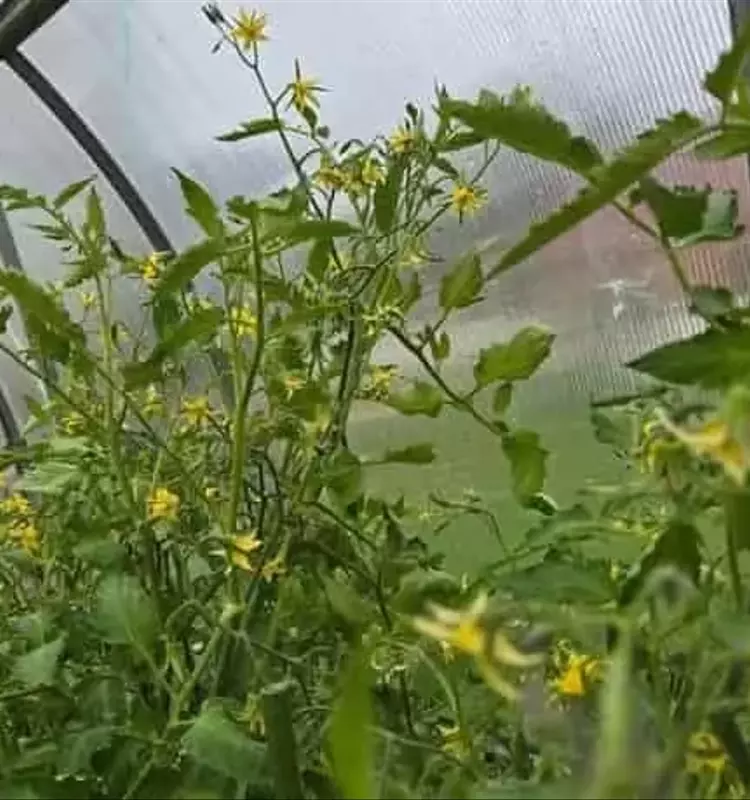 El Boro: Un Elemento Esencial para el Cultivo Óptimo de Tomates