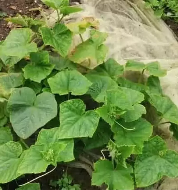 Desentrañando el Misterio del Marchitamiento de las Hojas de Pepino: Causas y Soluciones Prácticas
