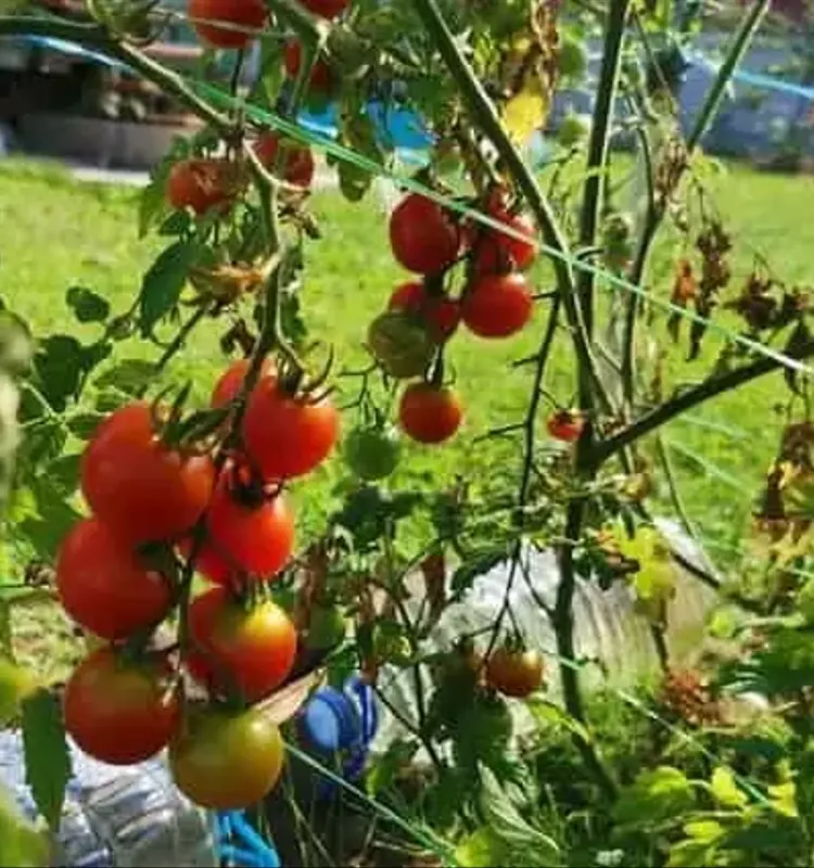 Estrategias Integrales para Combatir la Phytophthora en el Cultivo de Tomate