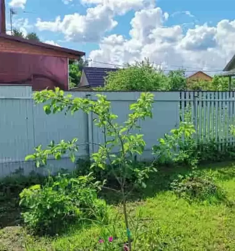 Optimización de la Poda Estival en Árboles Frutales: Guía Completa