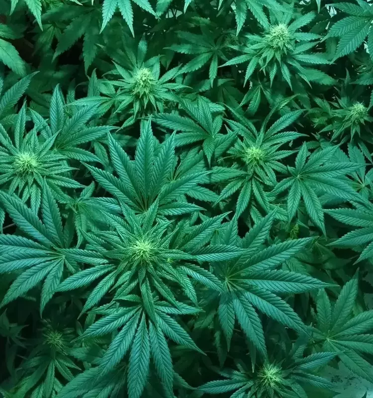 Explorando el Universo de las Semillas de Cannabis: Tipos, Genéticas y Guía de Cultivo