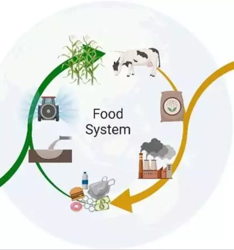 La biodiversidad ecológica mejora la nutrición en los agrobosques de Fiji