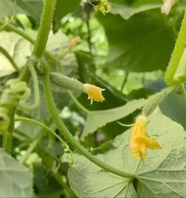 La Verdad Detrás de los Zarcillos del Pepino: ¿Mito o Realidad Agrícola?