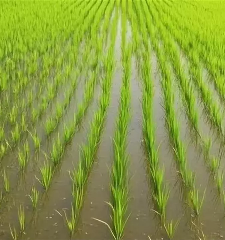 La Producción de Arroz en España en Peligro por Restricciones Fitosanitarias