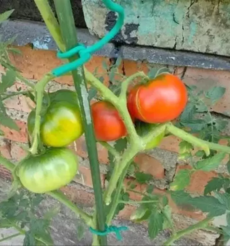 Prevención y Tratamiento de Grietas en Tomates: El Rol Clave del Calcio y la Glicerina