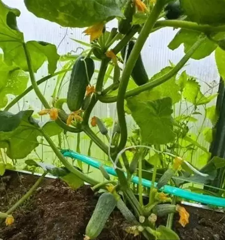 Guía Completa para la Recolección y Conservación de Semillas de Pepino