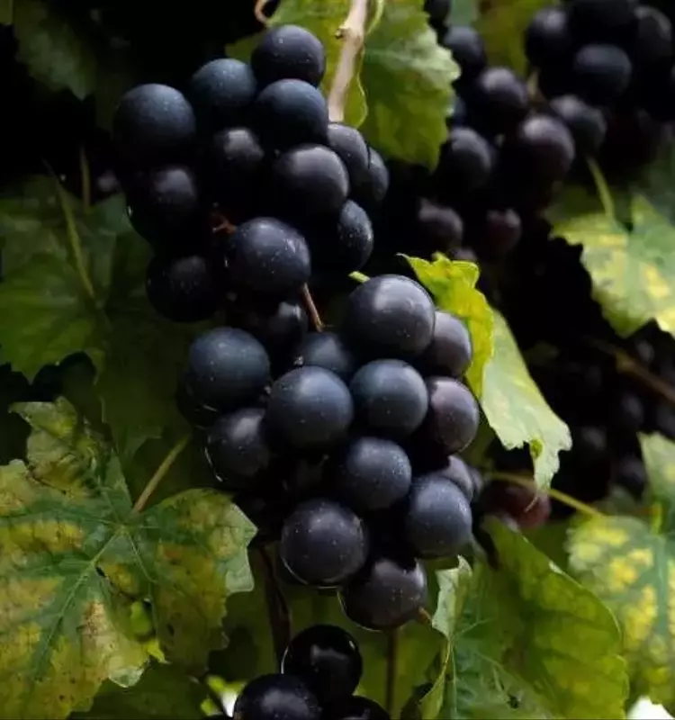 Innovación Vitivinícola: Dos Nuevas Variedades de Uva Moscatel que Prometen Extender la Cosecha y Deleitar Paladares