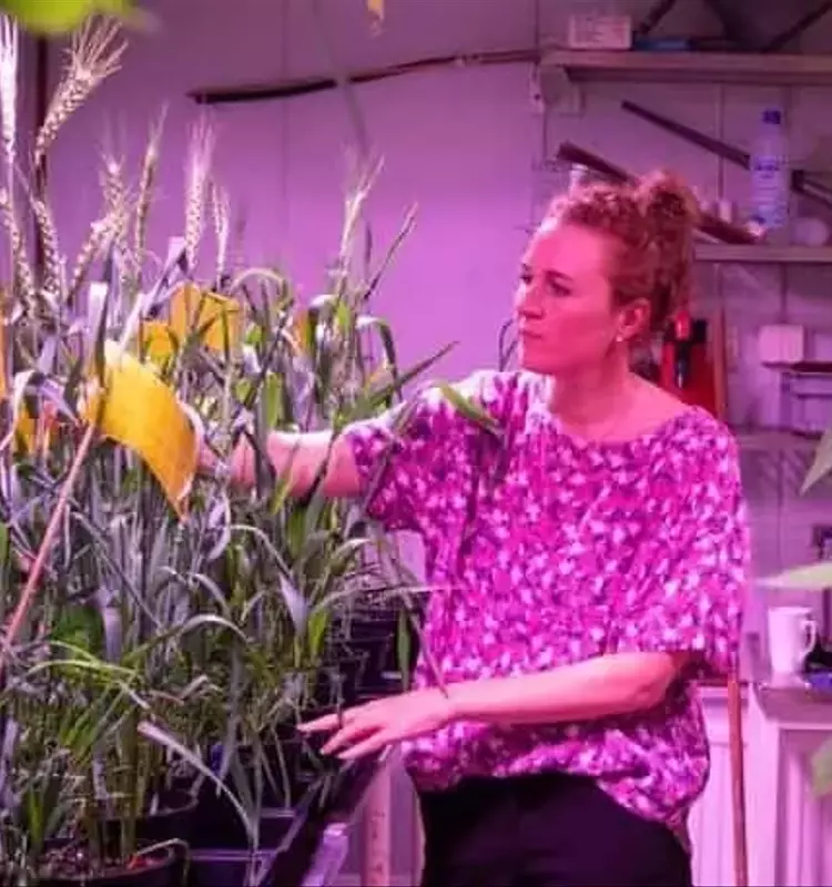 La Inteligencia Artificial Impulsa la Creación de Trigo Tolerante a la Sal para la Agricultura Global