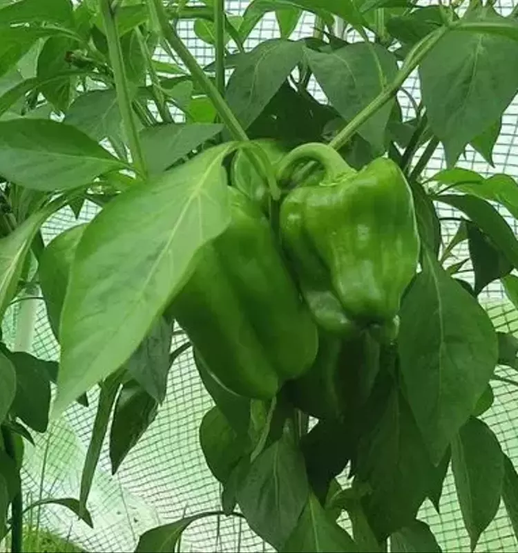 Revolución Agrícola: Comunidades Microbianas Sintéticas Impulsan la Producción de Pimientos en China