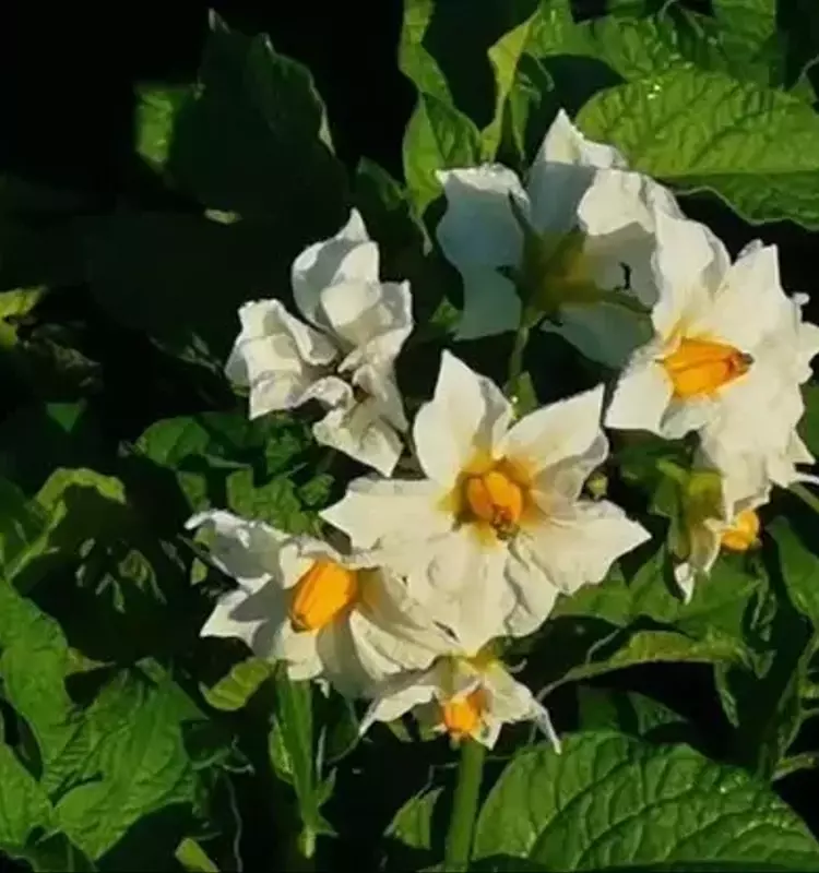 ¿Revolución en el Campo? El Debate entre Tubérculos-Semilla y Semillas Botánicas de Papa