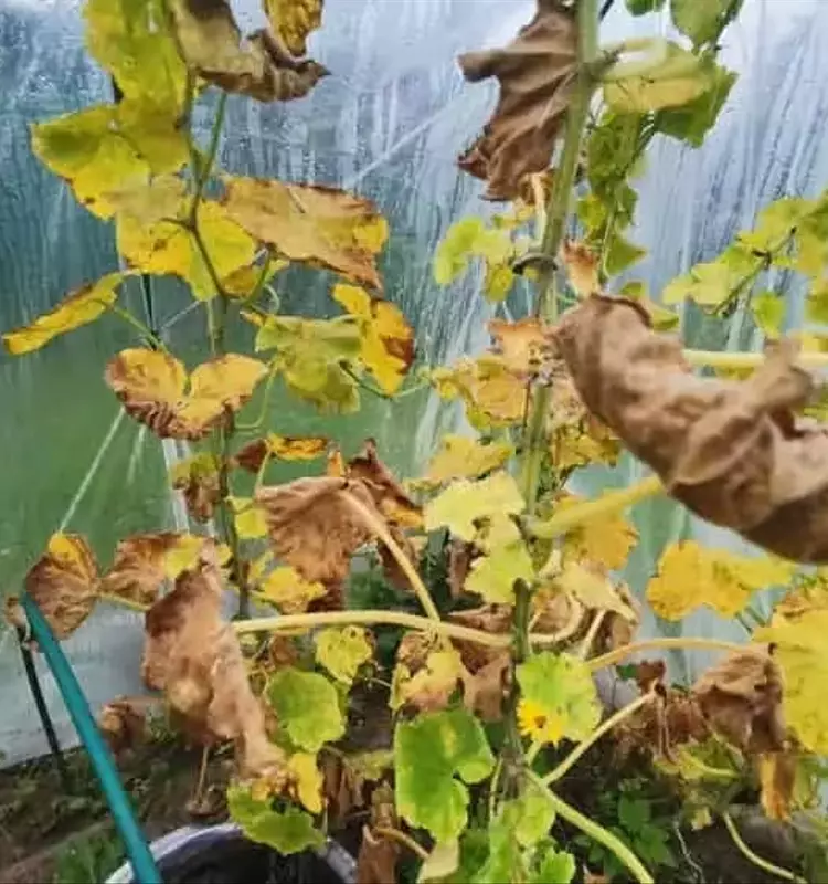 Descifrando la Salud Vegetal: Guía Esencial para Identificar Enfermedades y Deficiencias en tus Cultivos