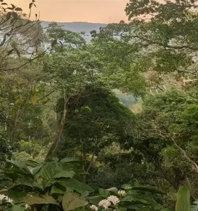 Cultivo de Café a la Sombra: Un Modelo para la Fusión de Agricultura y Conservación