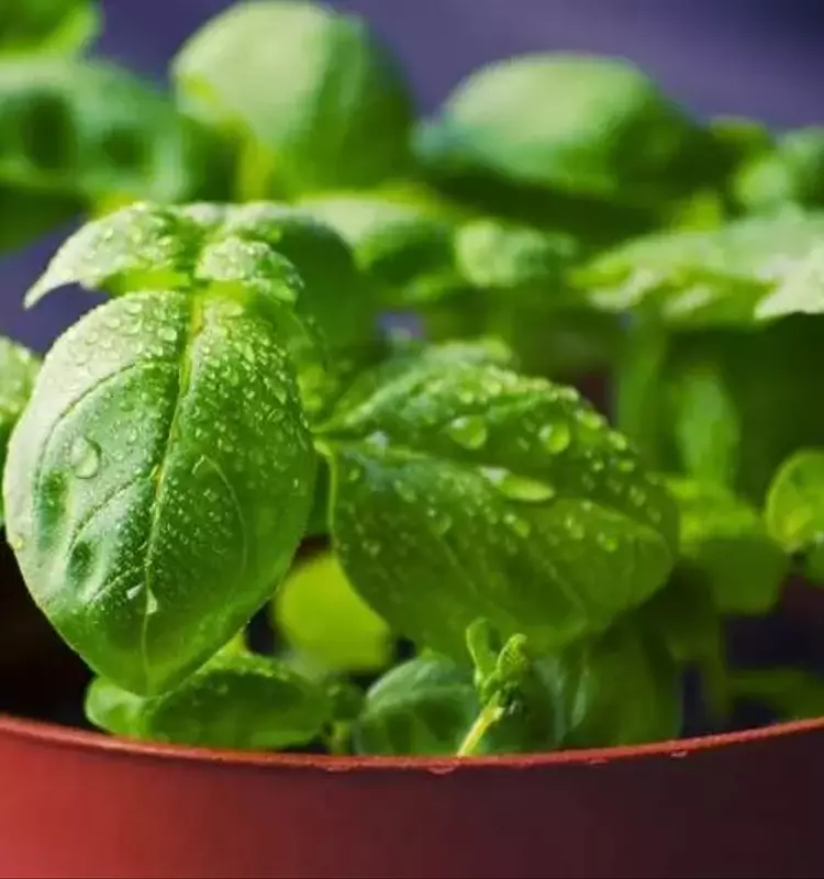 Albahaca y judías verdes: una estrategia natural para el control de plagas