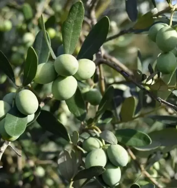 La Sinergia Europea Transforma la Agricultura Ecológica: Del Saber Local a Soluciones Globales