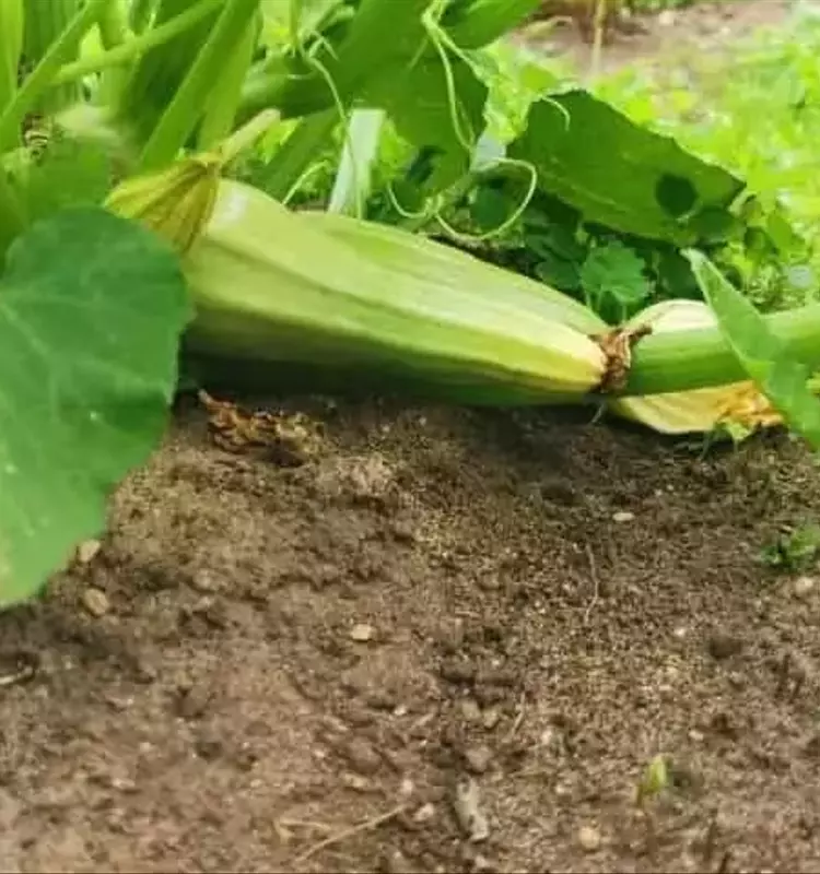 Estrategias Cruciales para Erradicar la Pudrición Apical en Cultivos de Calabacín
