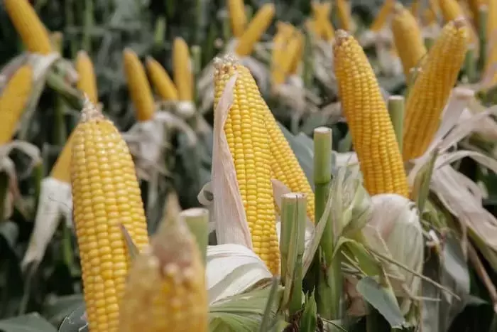 Argentina Impulsa la Innovación Agrícola con Aprobación de Maíz Modificado