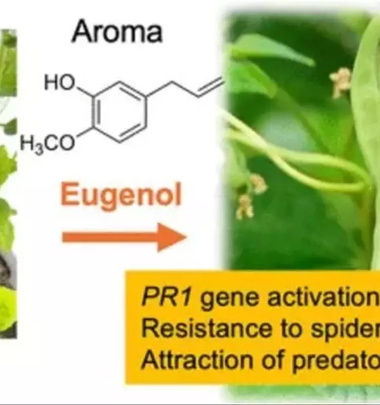La Albahaca, un Escudo Natural contra las Plagas: Avances en el Control Biológico Agrícola