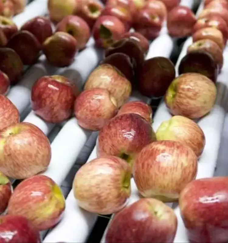 Argentina Transforma Residuos de Manzana en Alimentos Innovadores