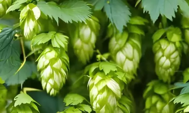 Innovación Española: El Cultivo Hidropónico Móvil de Lúpulo Revoluciona la Agricultura y Otros Sectores