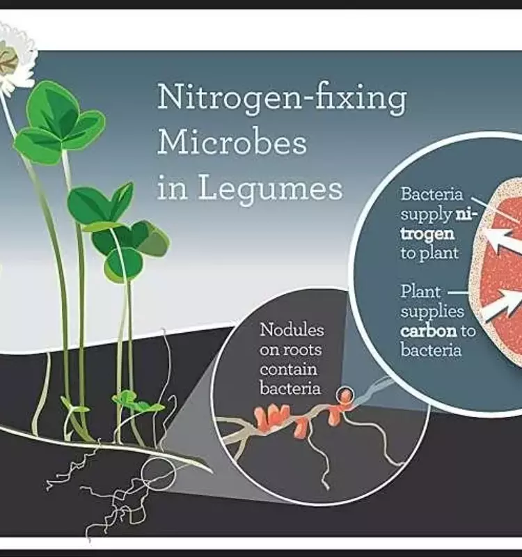 Descubrimiento Genético Revolucionario para el Crecimiento de Legumbres