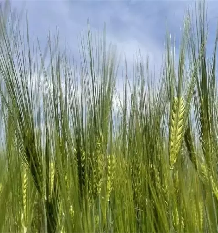 Avances en la Medición de Proteínas Alergénicas de la Cebada para Alimentos Más Seguros