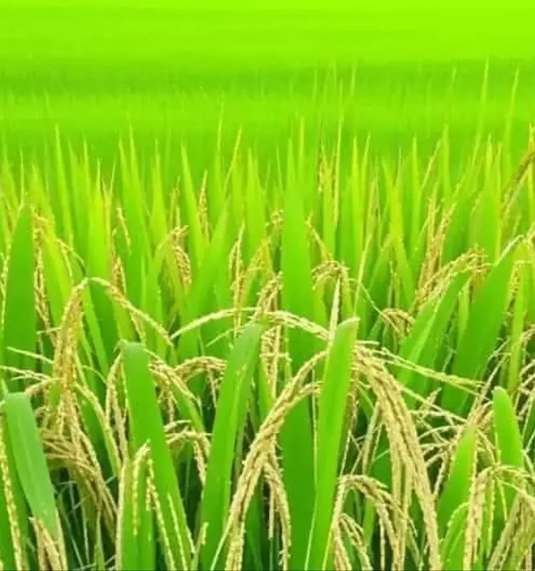 Innovación Agrícola: La Levadura Halotolerante Impulsa la Producción de Arroz en Suelos Cálcareos Españoles