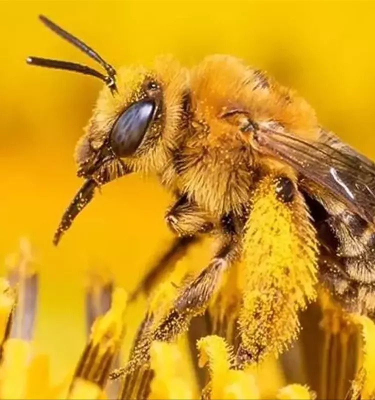 La Resistencia Increíble de las Abejas: Un Sistema Inmunológico Sorprendente y Estrategias Colectivas de Defensa