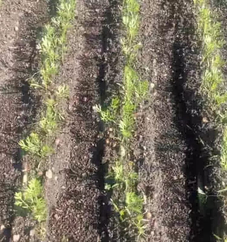 Cosecha Óptima de Zanahorias y Remolachas: Guía Completa para el Cultivador