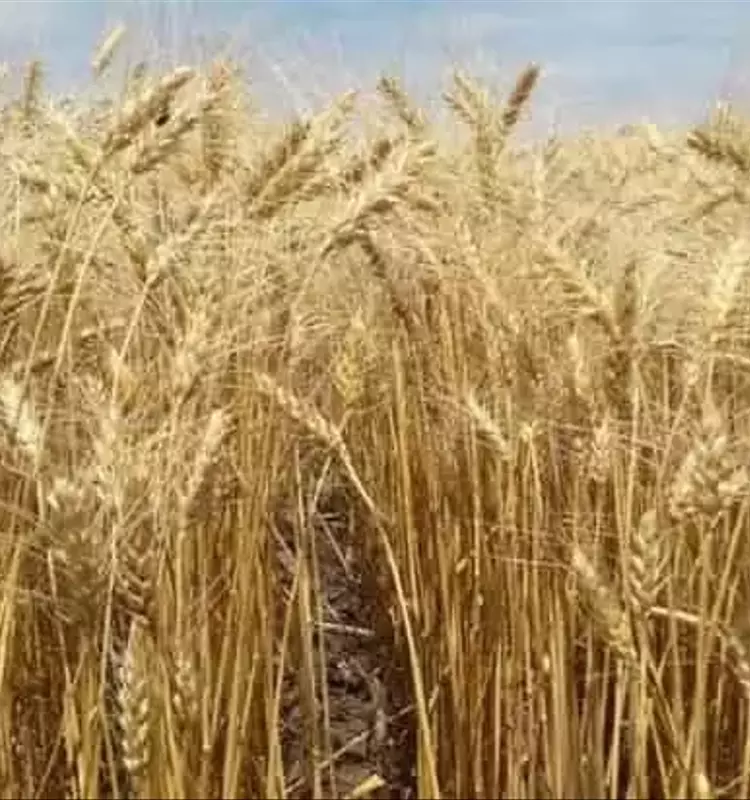 El Silicio: Un Elemento Clave para la Optimización del Cultivo de Trigo Orgánico