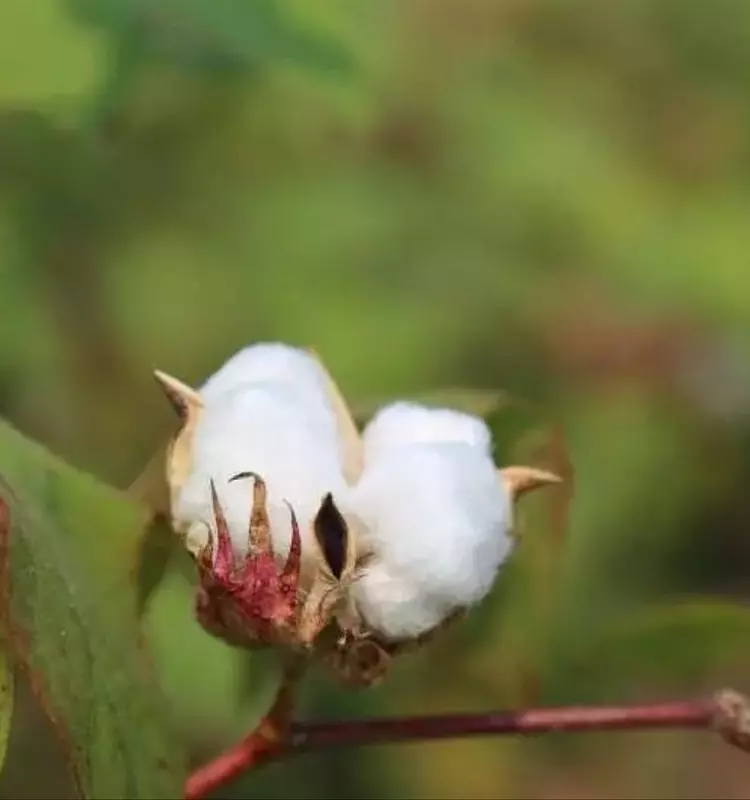 Innovación Agrícola: El Biocarbón Transforma la Producción de Algodón