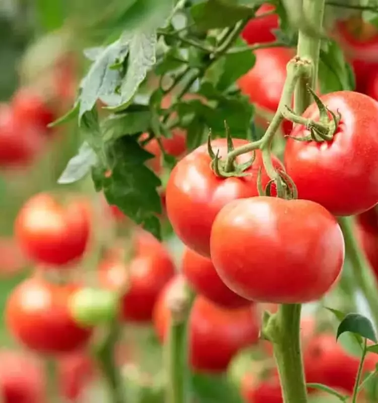 Estrategias para Combatir el Tizón Tardío en Tomates: Prevención y Tratamiento
