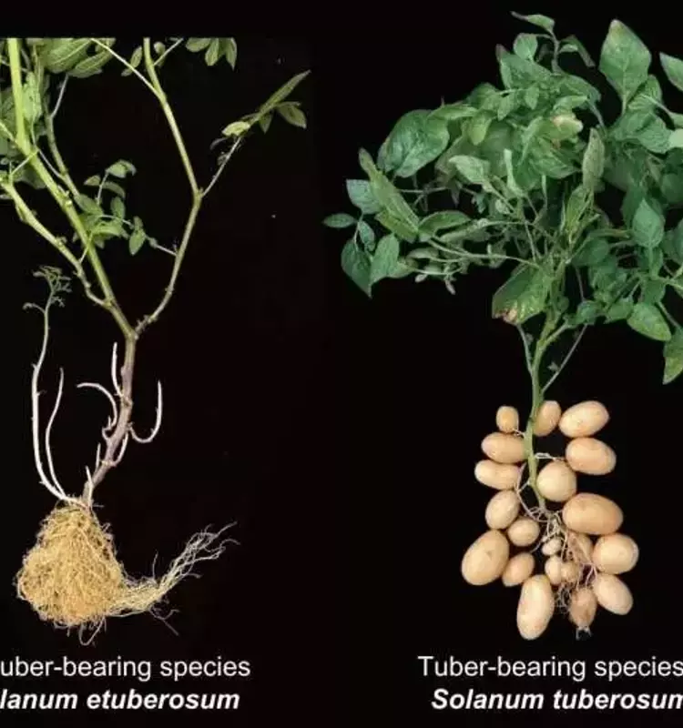 El Misterioso Origen de la Papa Moderna: Un Cruce Ancestral con Tomates Revelado