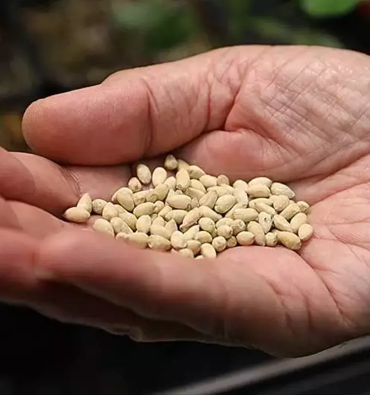 Avance Revolucionario: Semilla de Algodón Baja en Gosipol, un Paso Gigante Hacia la Seguridad Alimentaria Global