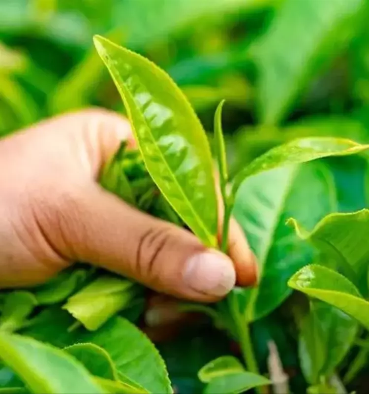 Optimización del Cultivo de Té: Un Enfoque Sostenible en Ecosistemas Forestales