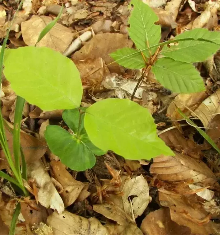 Guía Completa para la Propagación del Haya (Fagus sylvatica)