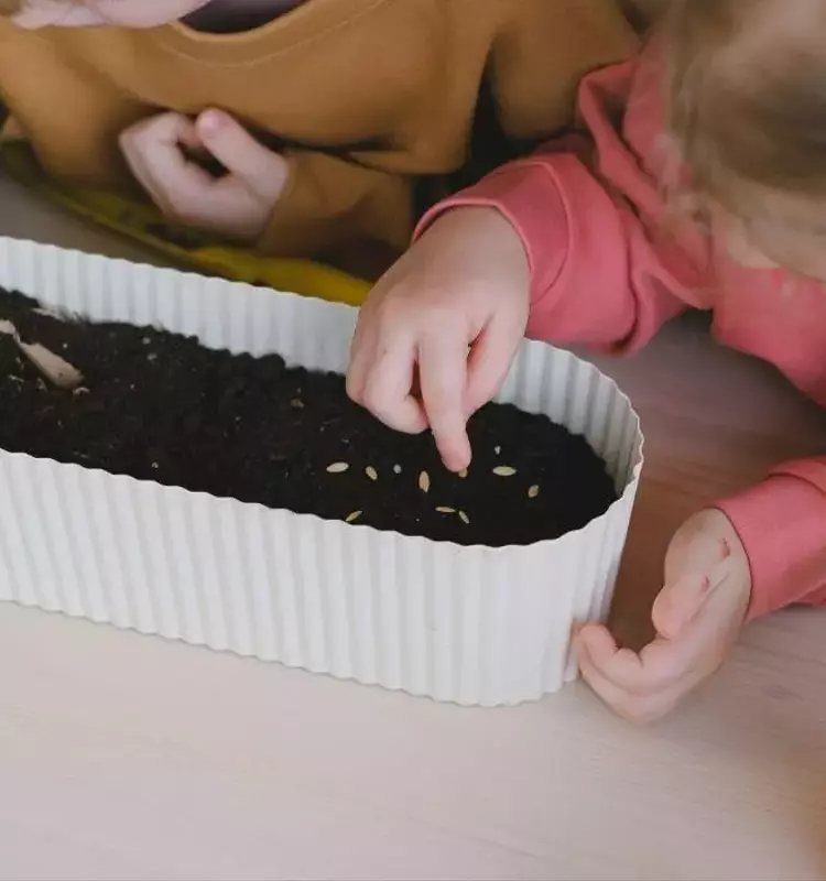 Cultivo en Macetas: Guía Definitiva para la Siembra de Semillas y el Cuidado de Plantas