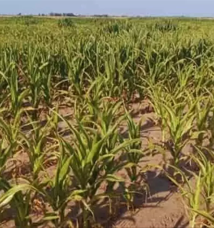 Innovación Agrícola: Yeso Revitaliza Suelos Salinos y Potencia Cosechas de Trigo y Maíz