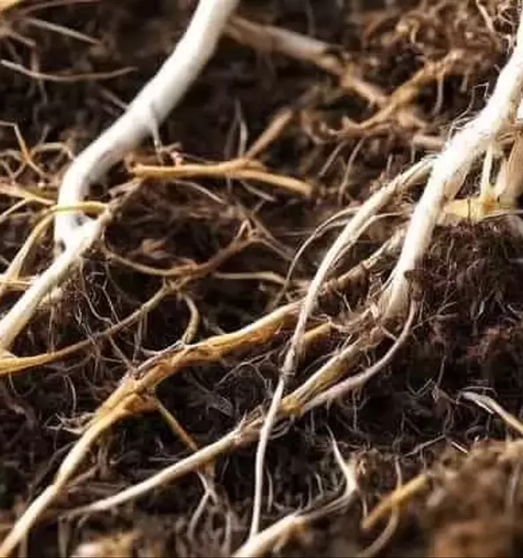 El Auge Sostenible: Cultivos de Cobertura Transforman la Agricultura en EE. UU.