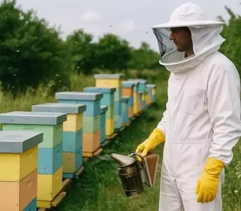 La Apicultura Sostenible: Una Guía Completa para Iniciar Tu Primer Colmenar con Éxito
