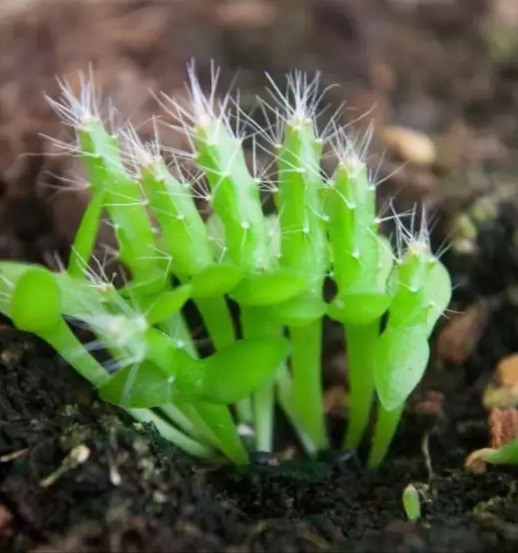 Guía Completa para la Siembra de Cactus: Cuándo y Cómo Hacerlo