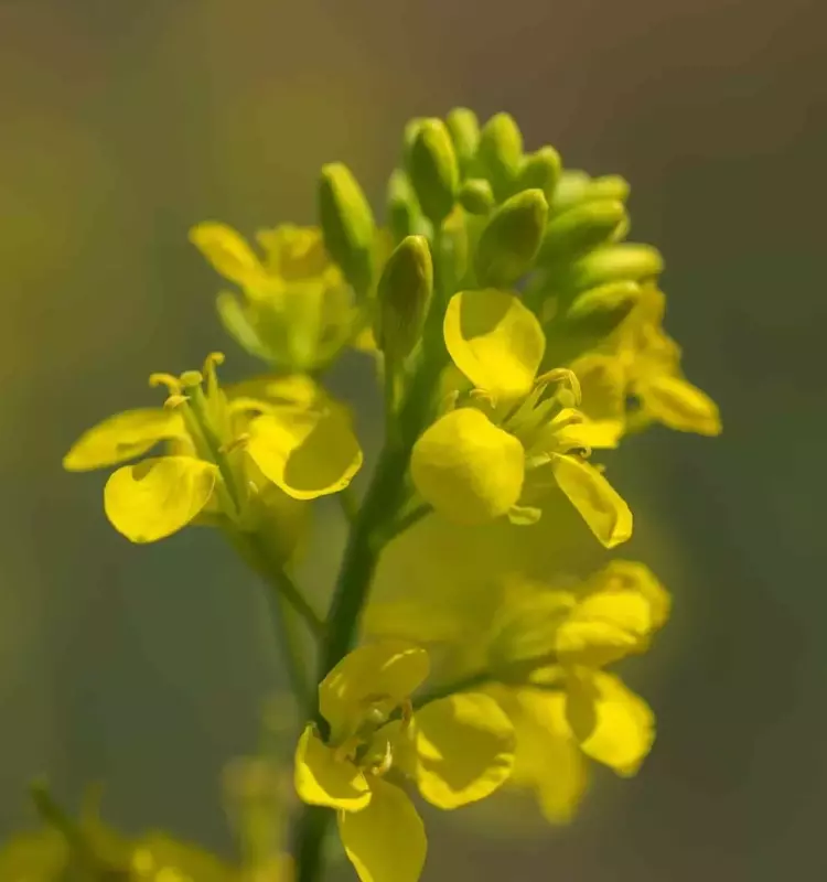Avance Genético Impulsa el Cultivo de Camelina en Canadá