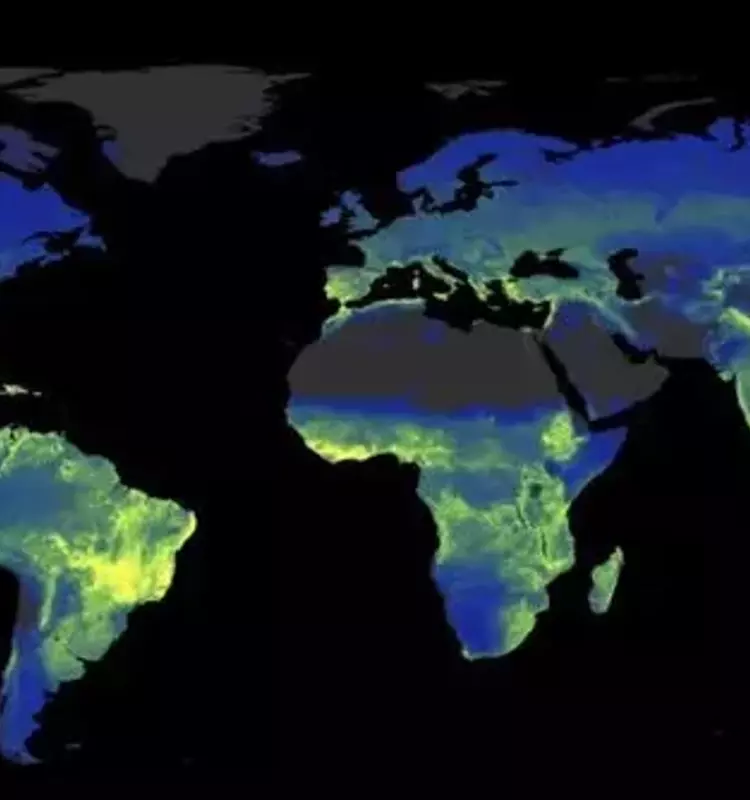 La Red Subterránea Secreta: Hongos Micorrízicos y su Crucial Rol contra el Cambio Climático