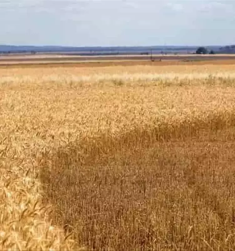 Innovación Australiana en el Control de Malezas Impulsa la Productividad Agrícola Global