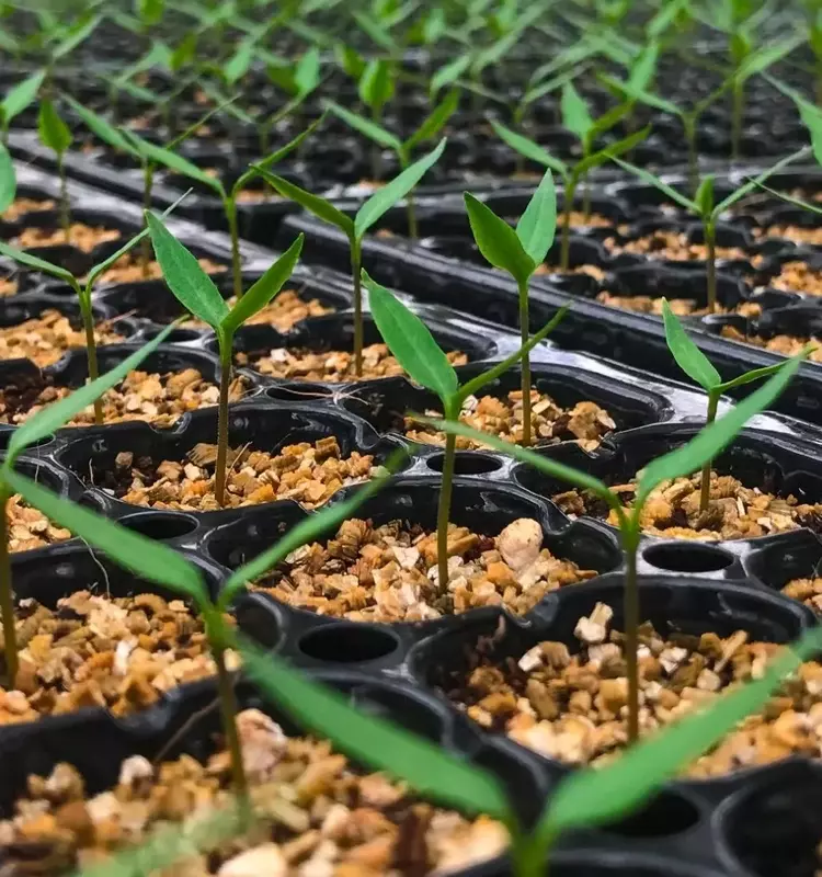 Dominando el Arte del Cultivo de Hortalizas en Semilleros para Cosechas Exitosas