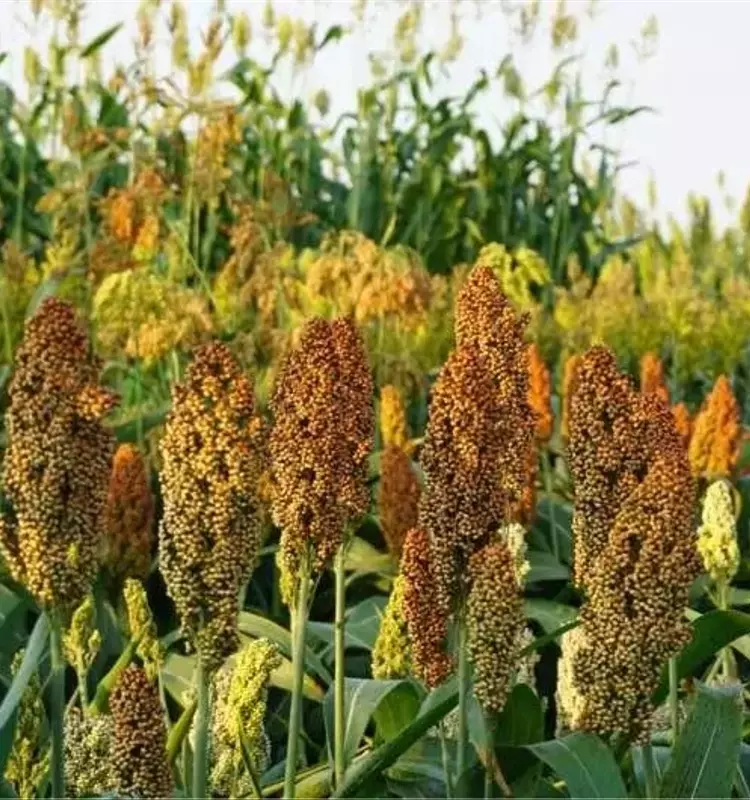 Revolución Agrícola: Predicciones de Cultivos Impulsadas por Genómica y Meteorología