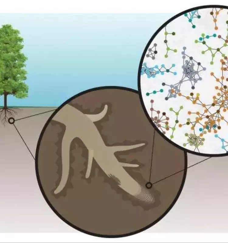Avances Pioneros en el Mapeo de Moléculas Radiculares para Cultivos Bioenergéticos Mejorados